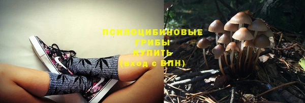 стаф Алзамай